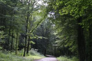 forêt de Saint-Michel