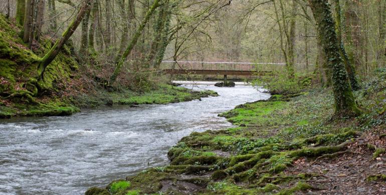 Forêt de St-Michel