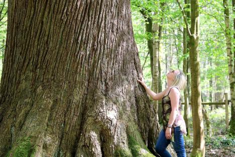 Forêt le nouvion