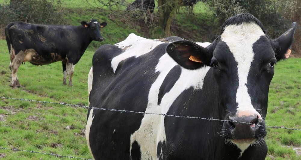 vaches de Thiérache